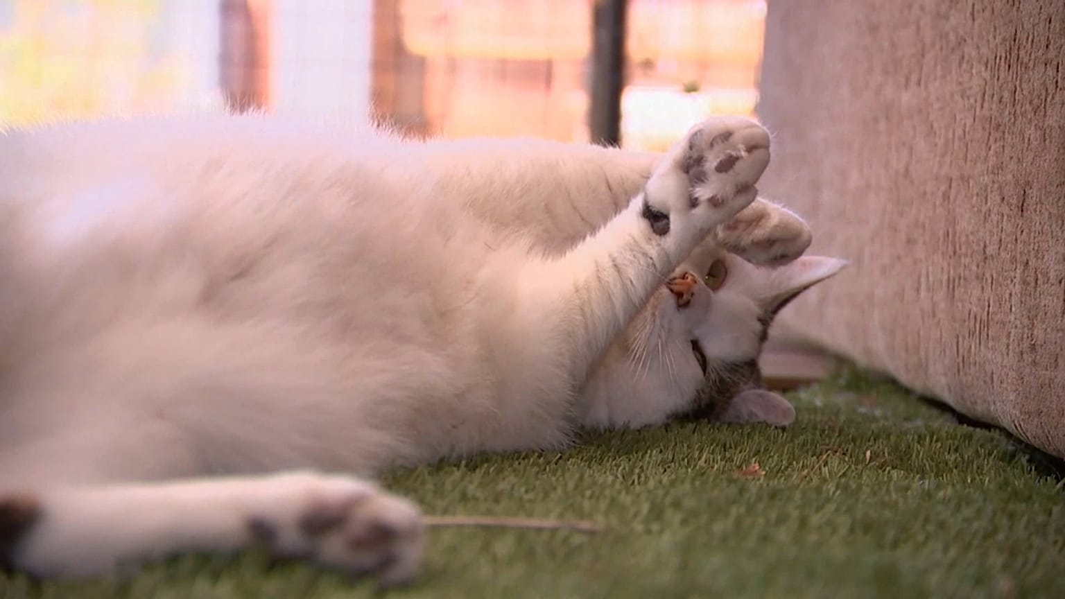 Un gato juega en un porche en Australia. 