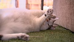 Un gato juega en un porche en Australia. 