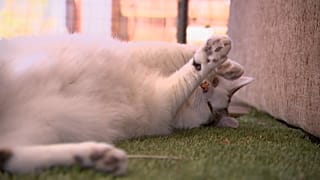 Un gato juega en un porche en Australia.