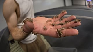 ARCHÍV: tenyészpéldányokat mutat a Little Food tücsöktenyésztő belga vállalkozás munkatársa a cég brüsszeli telepén 2017. június 9-én
