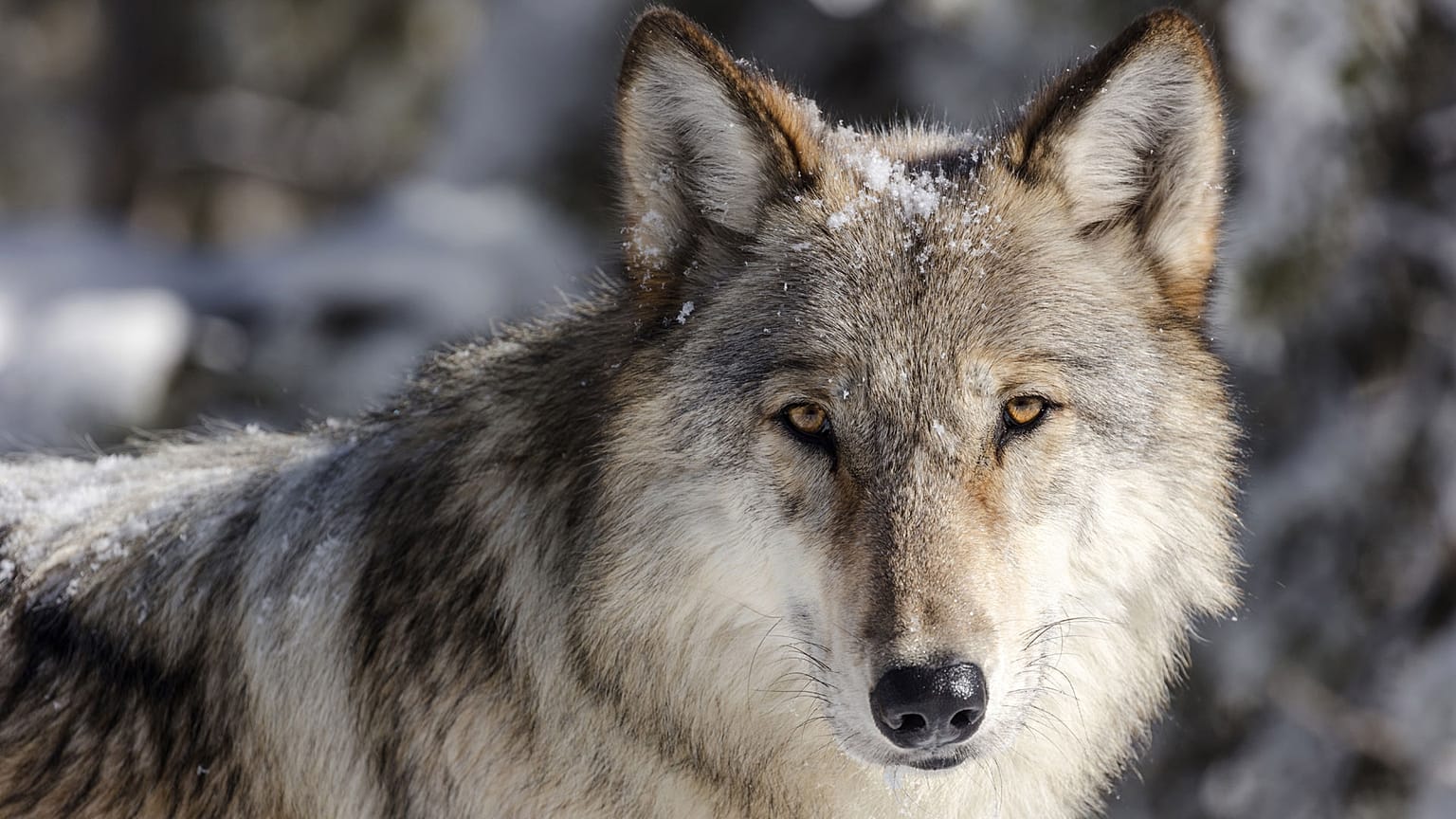 Archives : un loup gris photographié en novembre 2017 dans le parc national de Yellowstone, dans le Wyoming.  