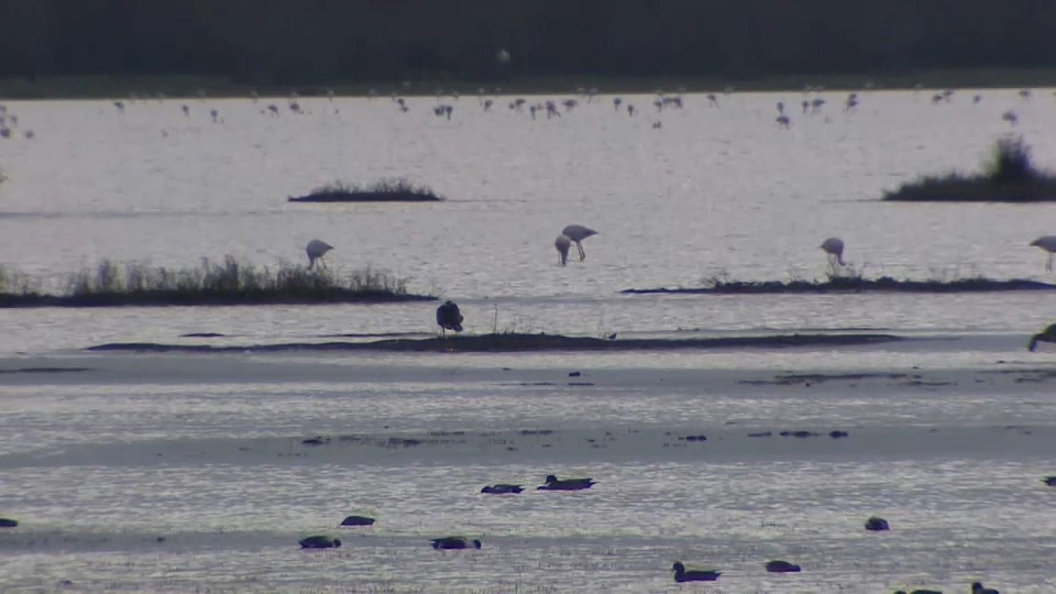 Se ha desatado una feroz disputa ambiental por los derechos de agua cerca del Parque Nacional de Doñana