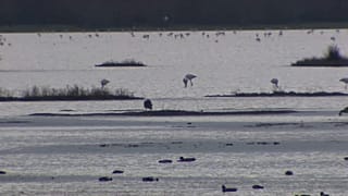 Se ha desatado una feroz disputa ambiental por los derechos de agua cerca del Parque Nacional de Doñana