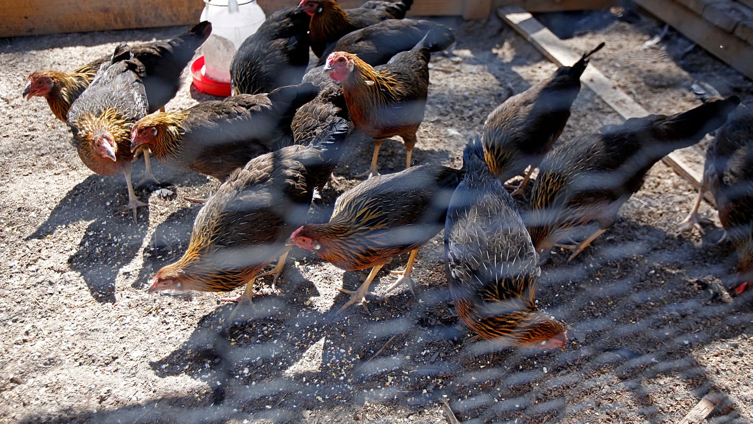 H5N1 распространяется от птицы к птице стремительно, но для человека далеко не так опасен
