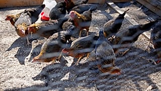 H5N1 распространяется от птицы к птице стремительно, но для человека далеко не так опасен