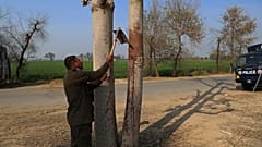 جسد مرد پاکستانی را پس از سنگسار به درخت آویزان کردند