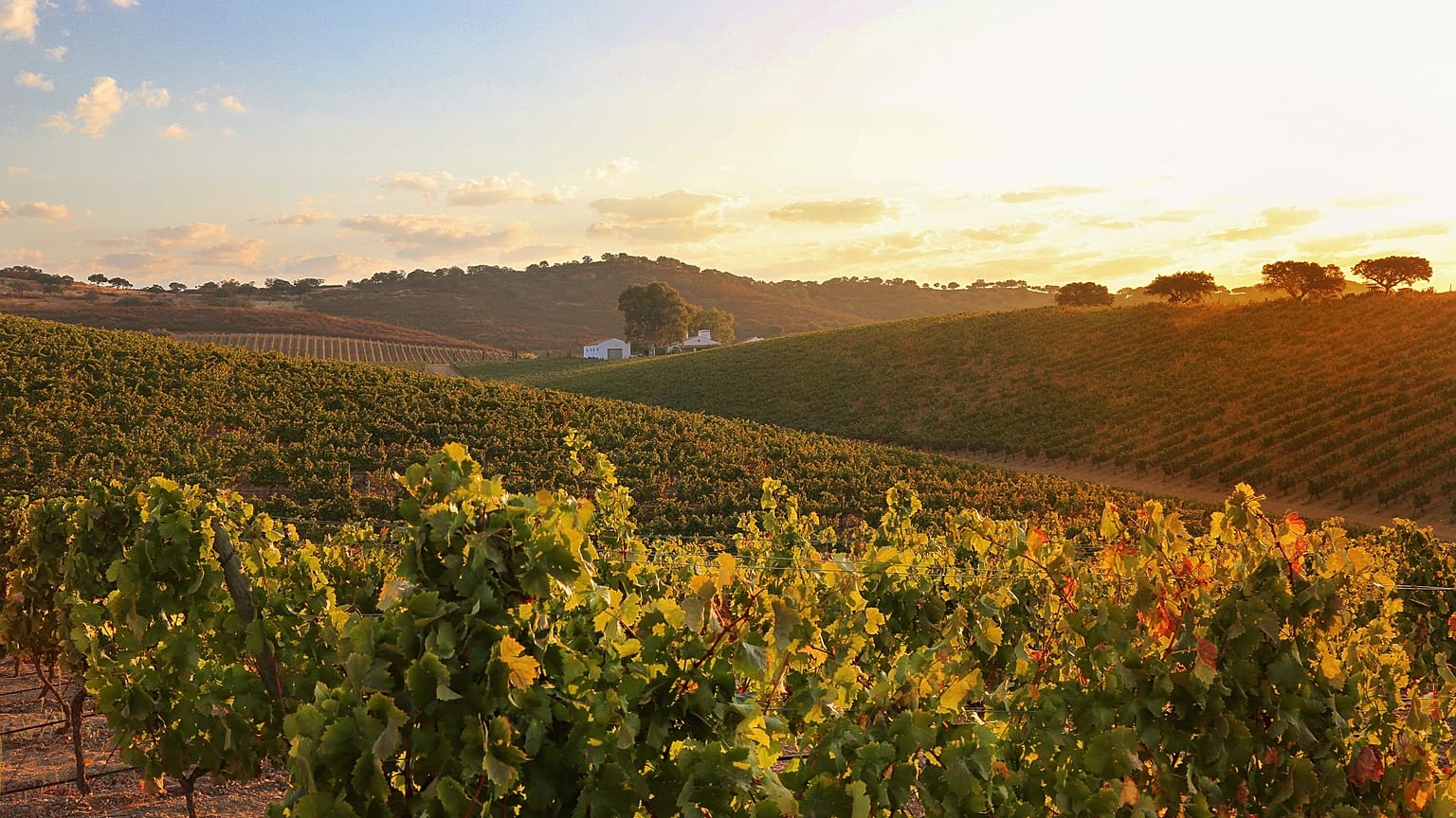 Weinberge in Portugal