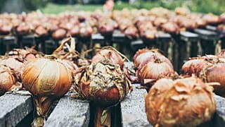 Eine Zwiebel, die einem beim Schneiden nicht die Tränen in die Augen treibt? Diesen Traum will Rewe jetzt wahr werden lassen.