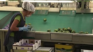 Parte de la cadena de recogida del aguacate
