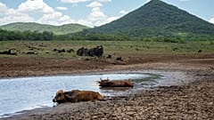 Afrika leidet unter Dürren und anderen Folgen des Klimawandels.