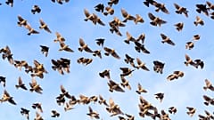 The mysterious deaths of hundreds of yellow-headed blackbirds has sparked uproar in the northwestern Mexican city of Chihuahua