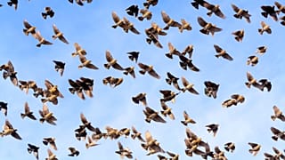 The mysterious deaths of hundreds of yellow-headed blackbirds has sparked uproar in the northwestern Mexican city of Chihuahua