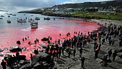 Faroe Adaları'nda balina ve yunusların katledildiği geleneksel av