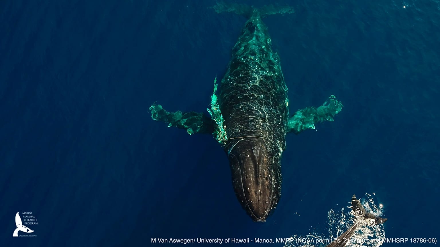 This photo shows an entangled humpback whale in the Hawaiian Islands Humpback Whale National Marine Sanctuary off Maui.