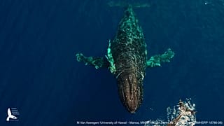 This photo shows an entangled humpback whale in the Hawaiian Islands Humpback Whale National Marine Sanctuary off Maui.