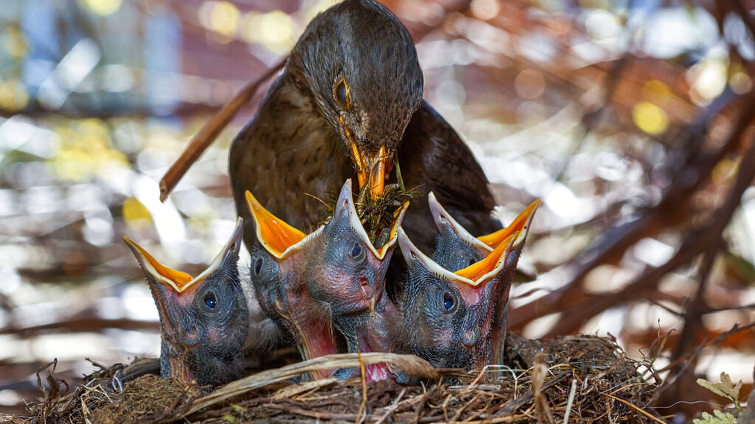 Amsel und Küken