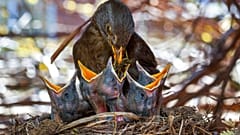 Amsel und Küken