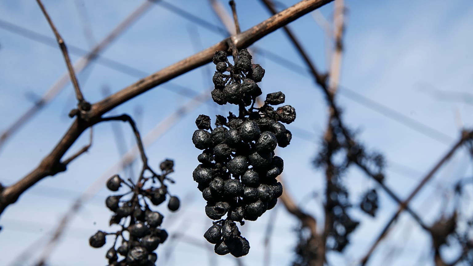 A bundle of charred grapes hangs from the vine.