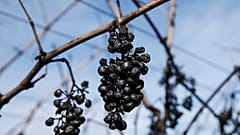 Wasser im Wein - EU-Parlament beugt sich bei Krebsbekämpfung der Industrie