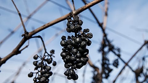 A bundle of charred grapes hangs from the vine.