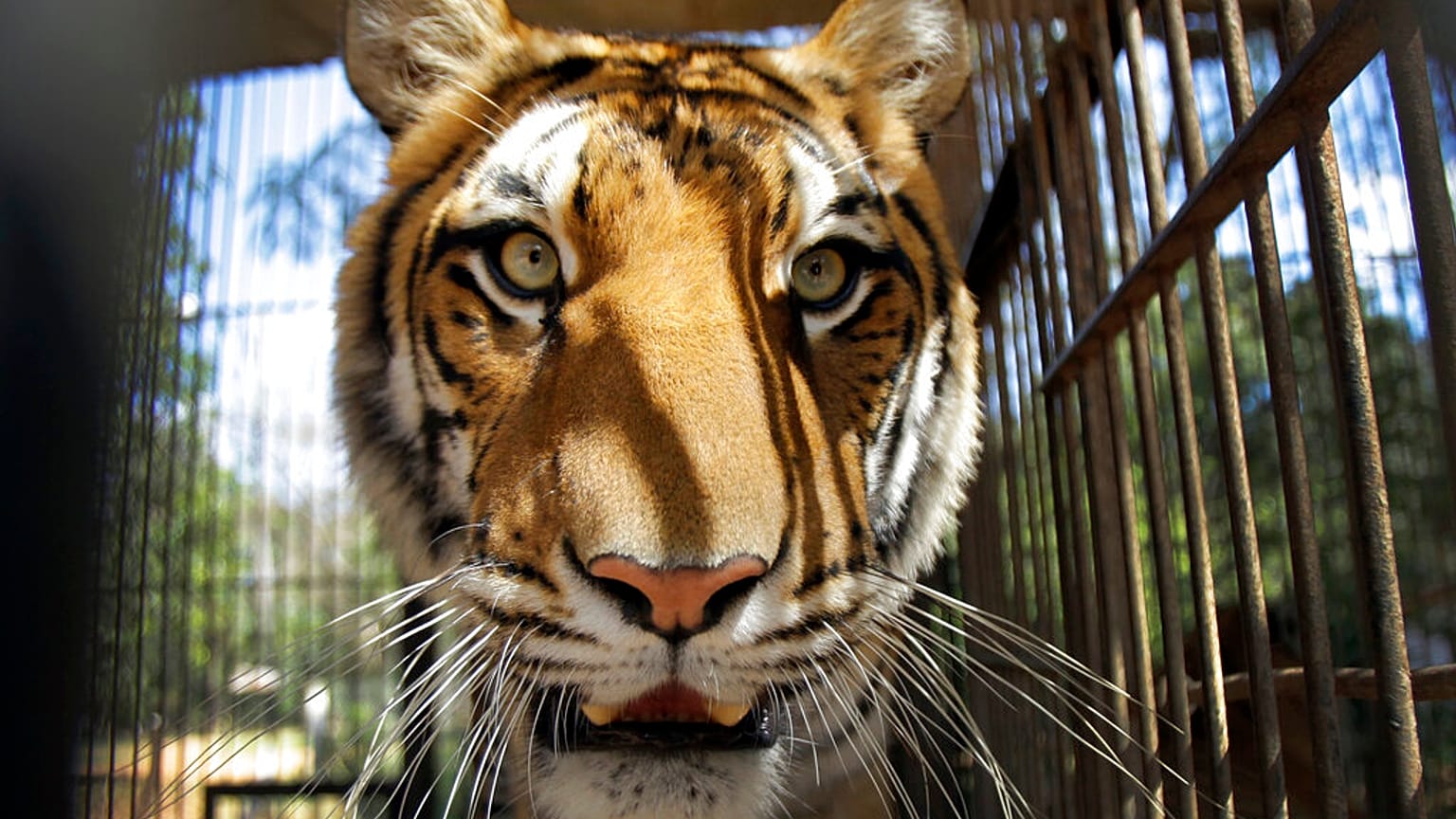 Ein Zirkus-Tiger guckt aus seinem Waggon in Asunción, Paraguay, 28.08.2012