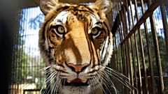 Ein Zirkus-Tiger guckt aus seinem Waggon in Asunción, Paraguay, 28.08.2012