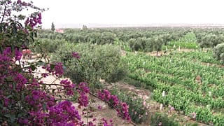 This vineyard is bringing the flavours of the Rhone Valley to Morocco.