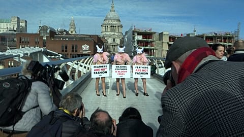 Happening à Londres contre l'utilisation des plumes dans la mode