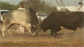  مصارعة الثيران في الإمارات العربية المتحدة، رياضة شعبية وتراثية عرفتها البلاد منذ مئات السنين