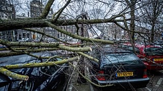 Hollanda'nın başkenti Amsterdam'da etkili olan kasırgada ağaçlar devrildi