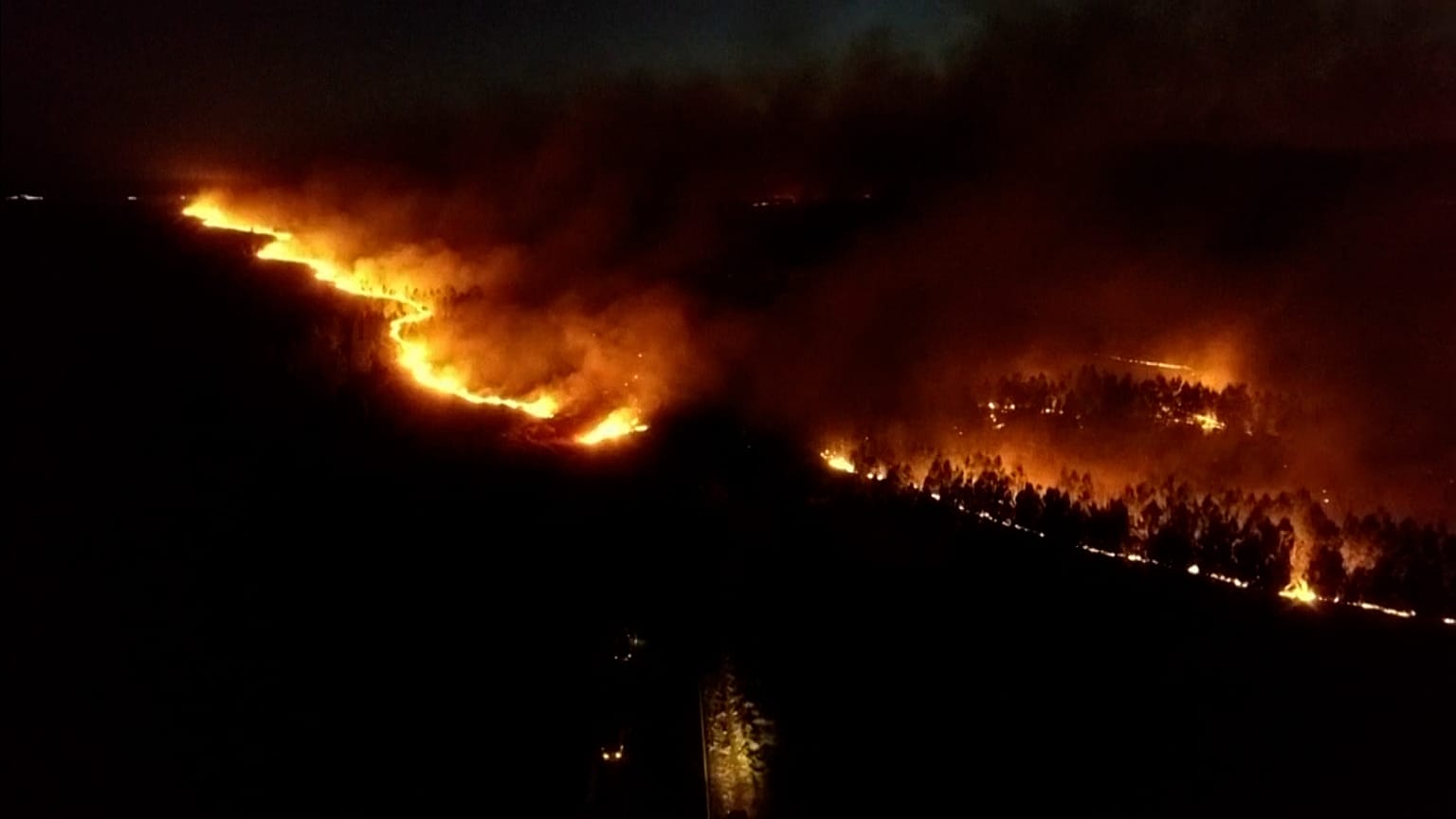 Forest on fire
