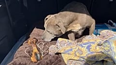 Seit 12 Jahren verschwundener Hund Zoey