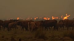 بدون تعليق: رجال الإطفاء يواصلون محاولاتهم لإخماد حريق غابات مدمر في الأرجنتين
