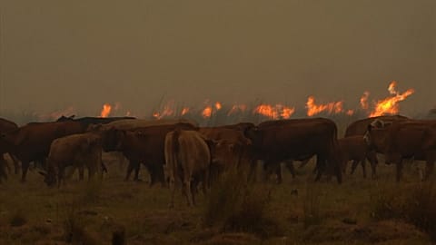 Argentine : les flammes continuent de ravager la province de Corrientes