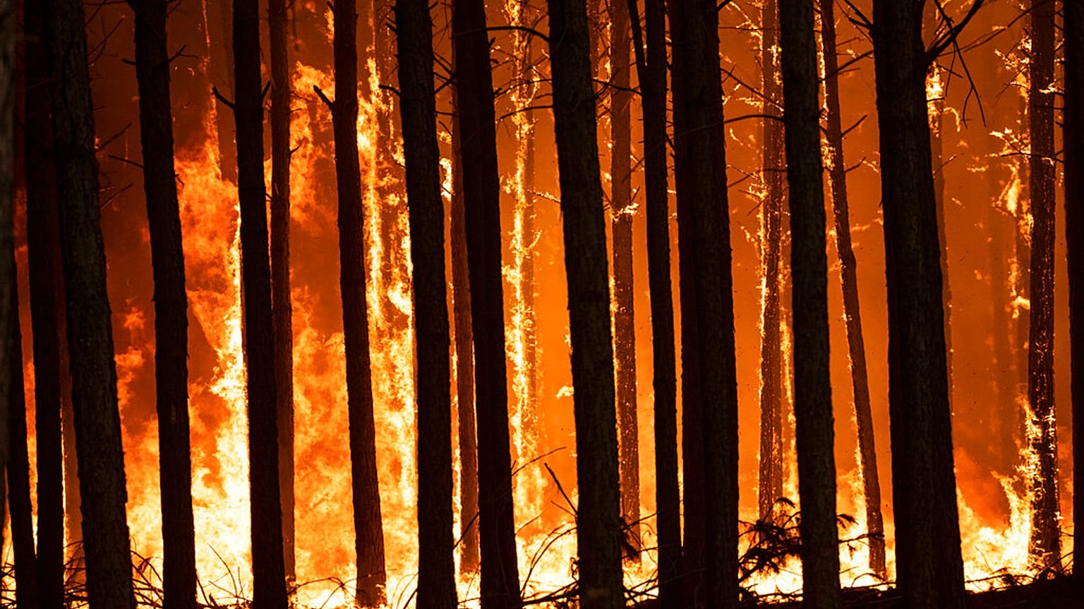 Una colonna di fuoco brucia pini a Santo Tome, provincia di Corrientes, Argentina, domenica 20 febbraio 2022