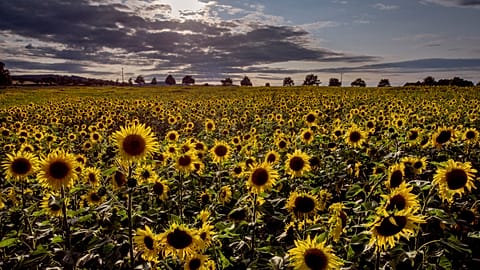 صورة لحقول دوار الشمس في ألمانيا