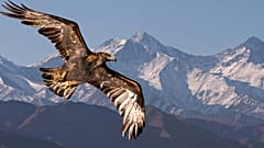 Why are people shooting down eagles in the US?