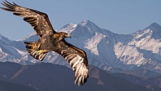 Why are people shooting down eagles in the US?
