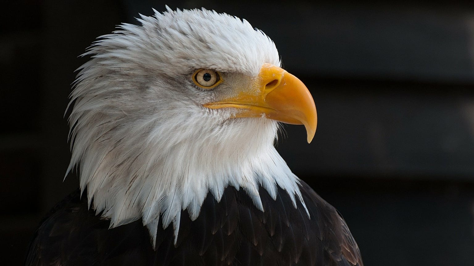 النسر الأصلع