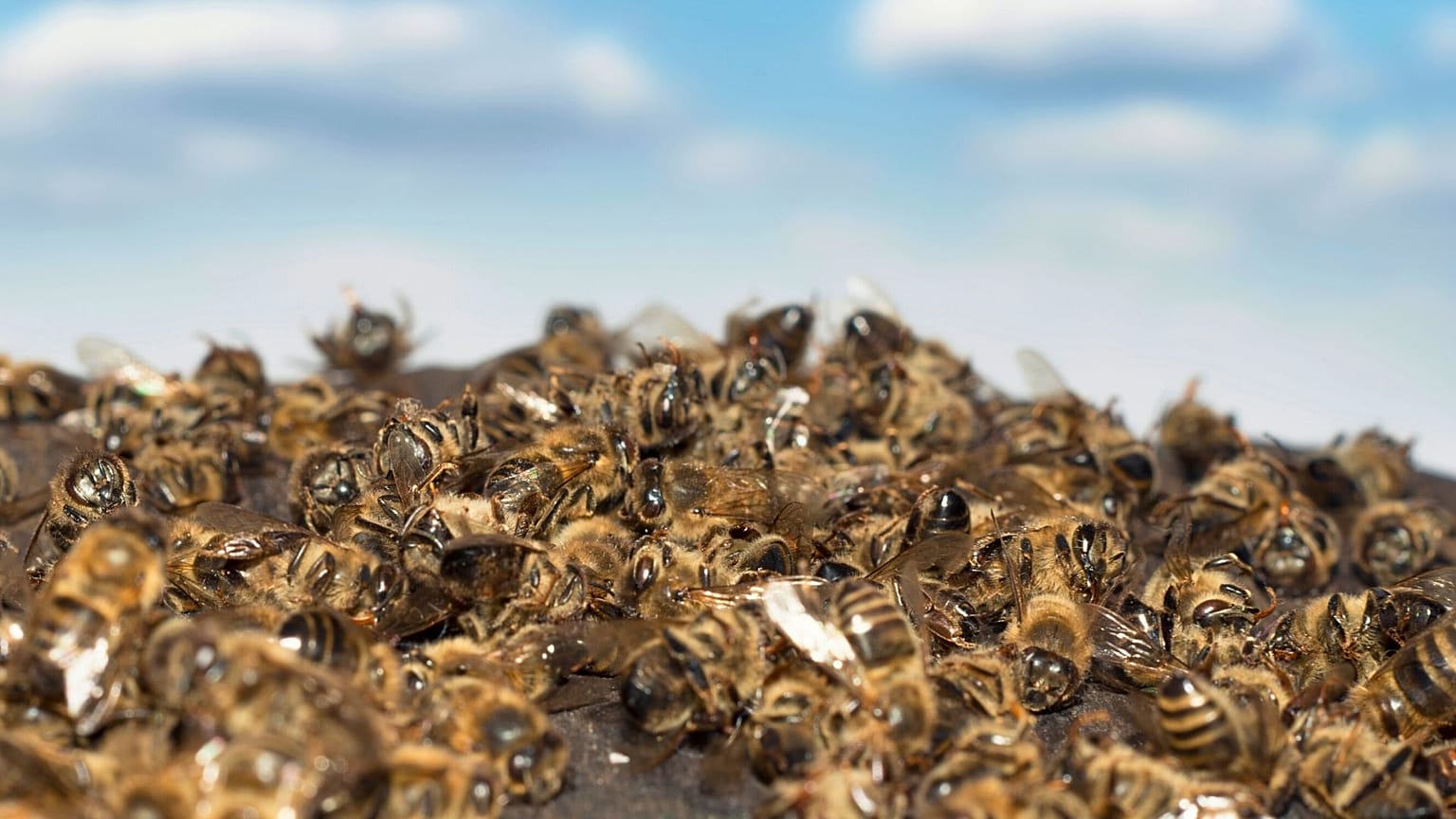 Bees are dying in the UK as a result of these illegal pesticides. 