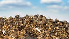 Bees are dying in the UK as a result of these illegal pesticides. 