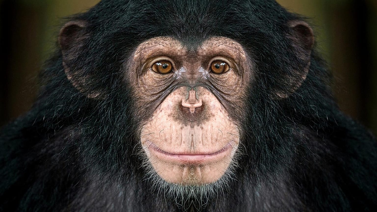 Poachers are claiming as much as six million tonnes of bushmeat annually from the Congo Basin alone