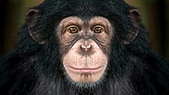Poachers are claiming as much as six million tonnes of bushmeat annually from the Congo Basin alone