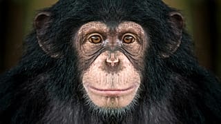 Poachers are claiming as much as six million tonnes of bushmeat annually from the Congo Basin alone