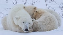 Polar bear family
