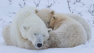 Polar bear family