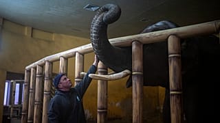 Работник Киевского зоопарка Кирилл Трантин успокаивает слона после взрыва 1 марта 2022