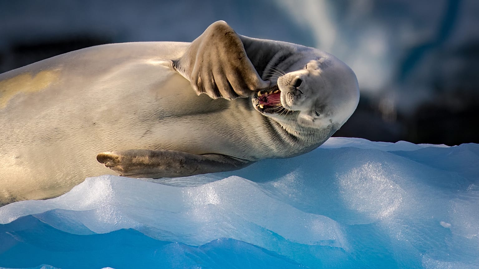 Carcinophagus the lobe-toothed crab eater seal