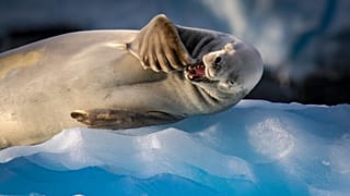 Carcinophagus the lobe-toothed crab eater seal