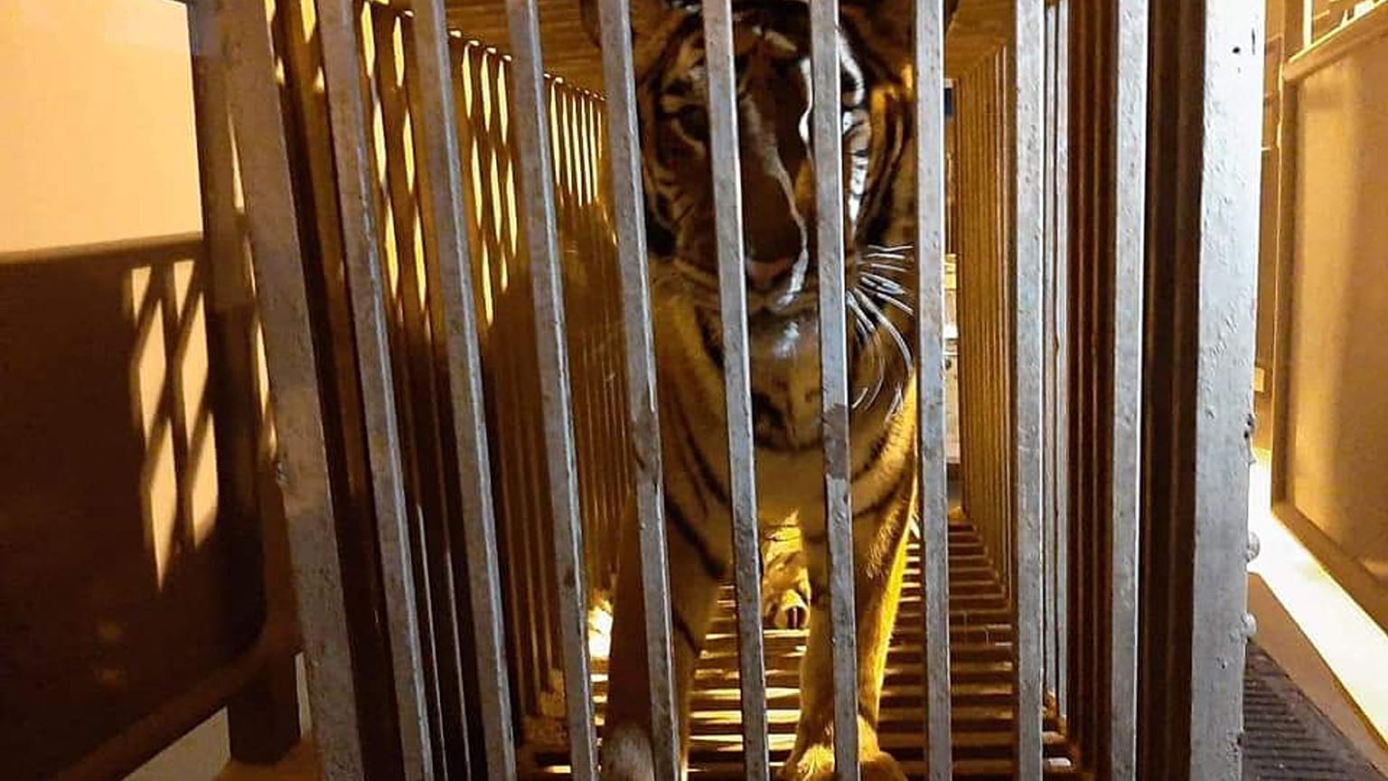 6 aslan ve 6 kaplan Polonya'da bir hayvanat bahçesine götürüldü